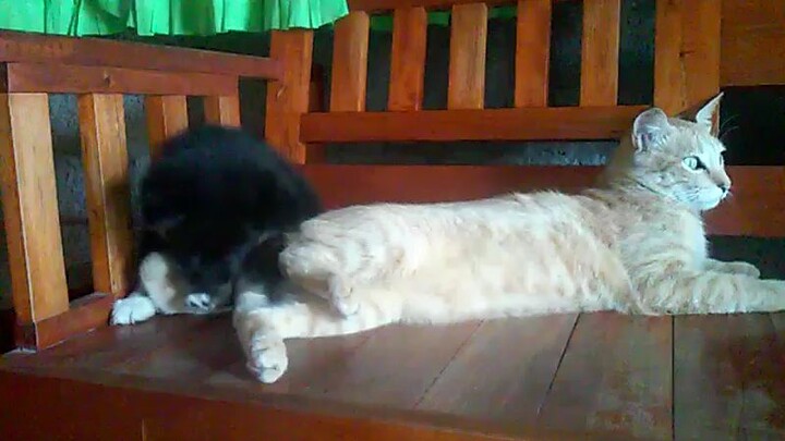 my lovely dog and cat😁😁😁