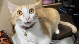 Cute Animals Video😂Videos of funny cats and kittens for a good mood!