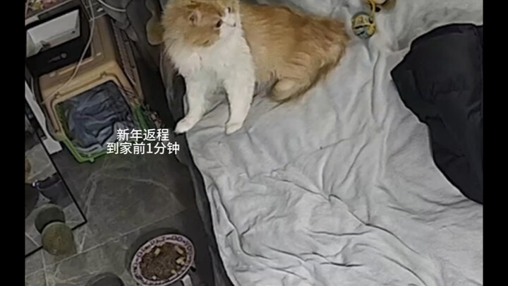 ปฏิกิริยาของน้องแมวที่ไม่ได้เจอกันมานานเมื่อเห็นฉัน