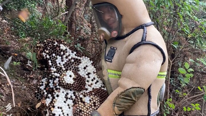 Beekeeper’s hive overrun by giant hornets—head stung, calls Ziwēi for help! Tracking and capturing t