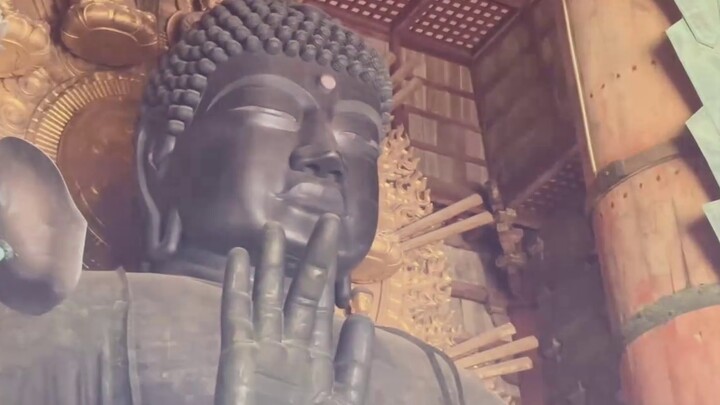 Osaka Neko dikelilingi oleh Kanoko! ! 【Tianzhan milo_O vlog】