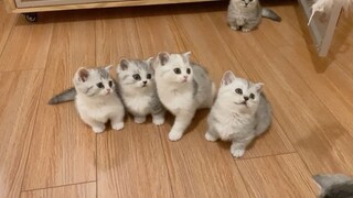 My kittens play with the funny cat stick for the first time