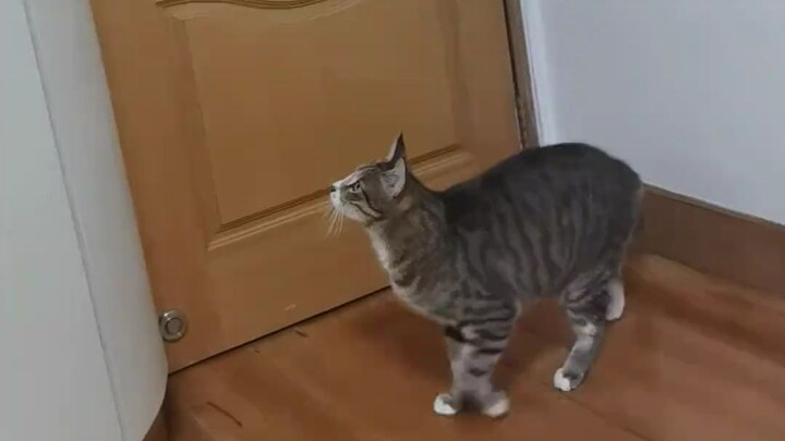 Ada apa sih ribut-ribut cuma karena kucing buka pintu? Bukan… emang kucing ini bisa buka pengaman ya