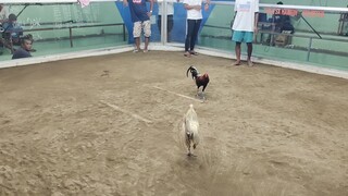 White Kelso Strike Again """Ang Tagal Hugotin Don kc sila naka Pabor Sa Pula.