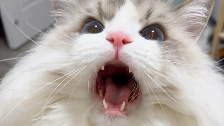 Saat kamu memelihara seekor kucing cerewet yang suka mengumpat