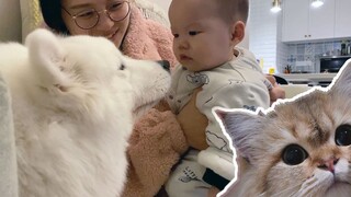 Who likes babies more, cats or dogs? The answer is a bit surprising! ! ! [Two people and one dog]