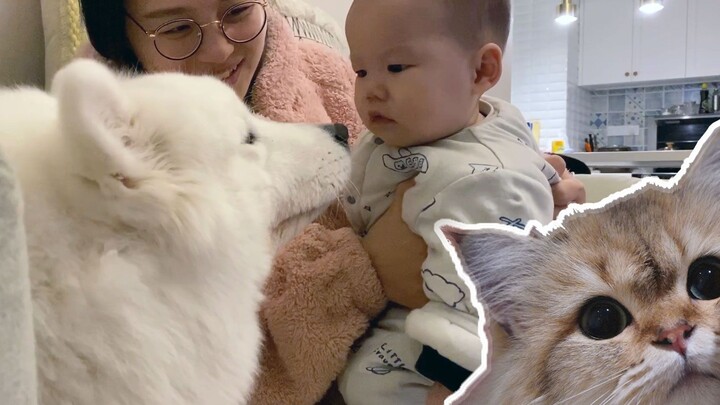 Who likes babies more, cats or dogs? The answer is a bit surprising! ! ! [Two people and one dog]