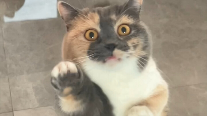 Semua kucing adalah pencuri hati