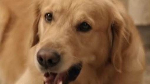 Monkeying_and_dog_planning_heist-clip-1_202609051518