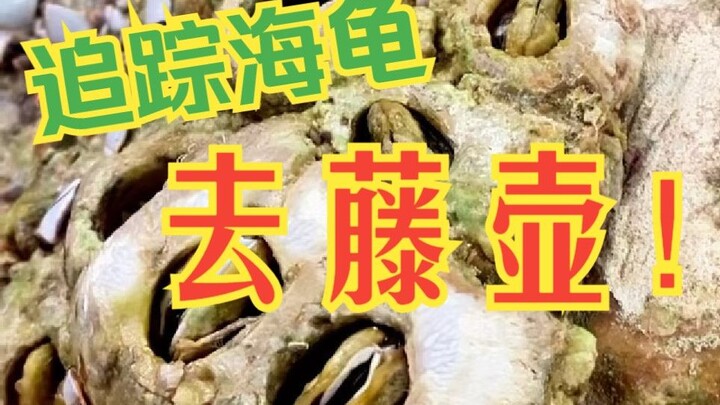 One action can add 200 years to a turtle's life.