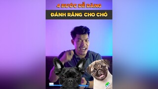 4 bước dễ dàng đánh răng cho chó LearnOnTikTok tuitienpet dcgr pet