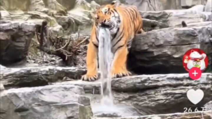 Quái vật phun nước ở sở thú Trung Quốc thu hút hàng triệu lượt xem trên TikTok, dân nước ngoài bảo n