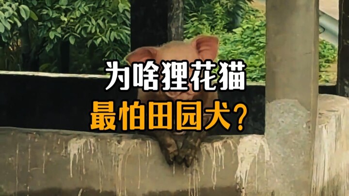 ทำไมแมวลายจิ้งจอกดุเดือดถึงกลัวหมาบ้านที่อยู่ในชนบทที่สุด?