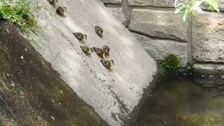 鸭妈妈:耐心教会每一只