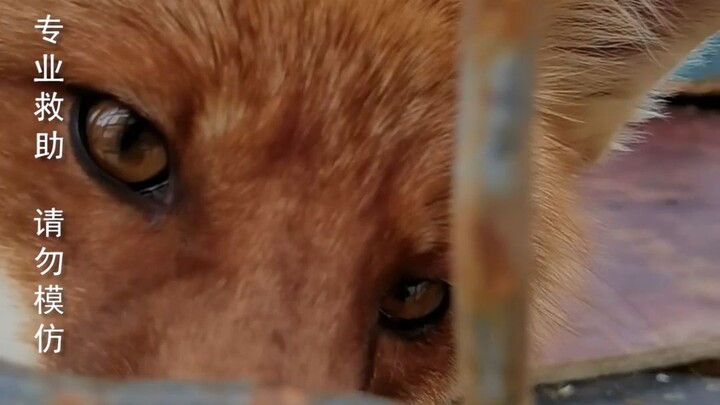 แค่จะถ่ายมันด้วยแครอท ฉันทำโทรศัพท์ตกใส่กรงจนแตกเลย… พ่อแม่สายป่าทุกคนช่วยออกค่าซ่อมให้หน่อยนะ ขอบคุ