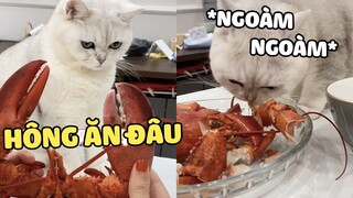 Không ngờ một HOT MEO có 1 triệu fan mà lại khẩu thị tâm phi như vậy | Pets TV