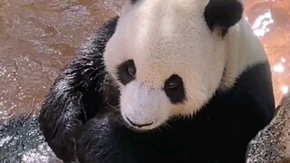 شون شون: وووو! حتى الغضب بات يُقال عنه...