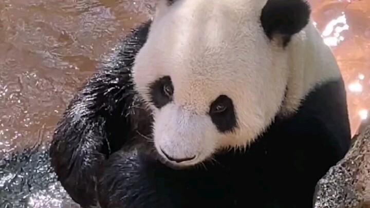 Shun Shun: Hiks hiks hiks! Bahkan marah pun dikatain...