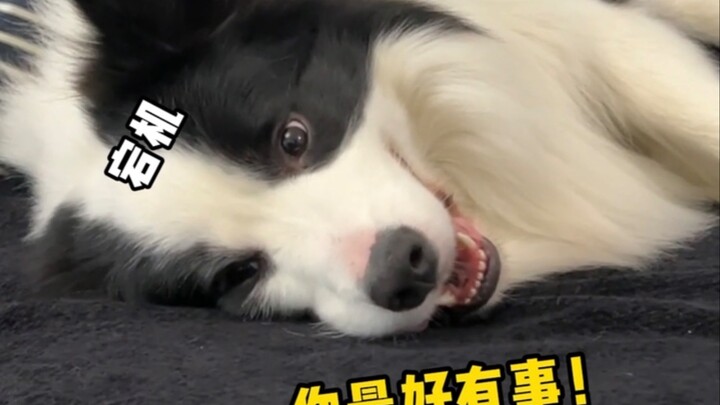 The Big Difference Between Men Walking Dogs and Women Walking Dogs