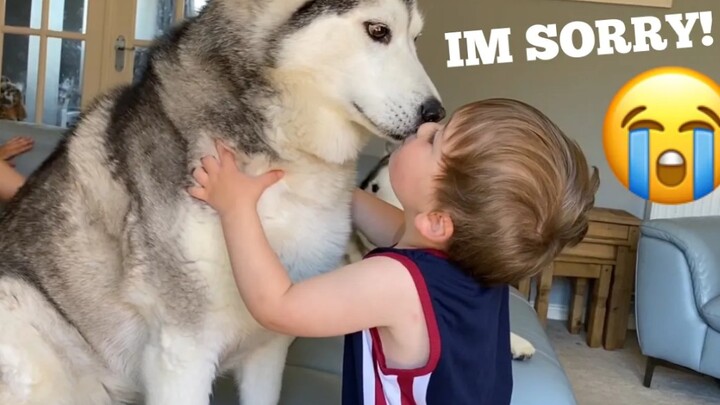 Anjing Husky menakuti bayi sampai mereka berkelahi, tapi dia minta maaf dengan pelukan!! [Coba janga