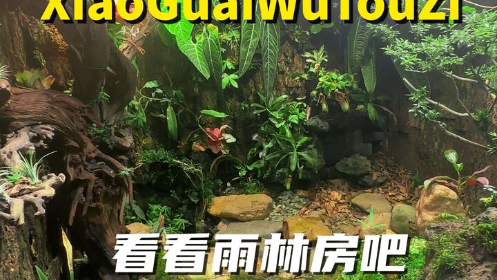 What does my rainforest room usually look like?
