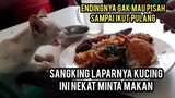 Momen Paling Sedih Saat Kucing Minta Makan Endingnya Ngejar-Ngejar Minta DI Adopsi..!