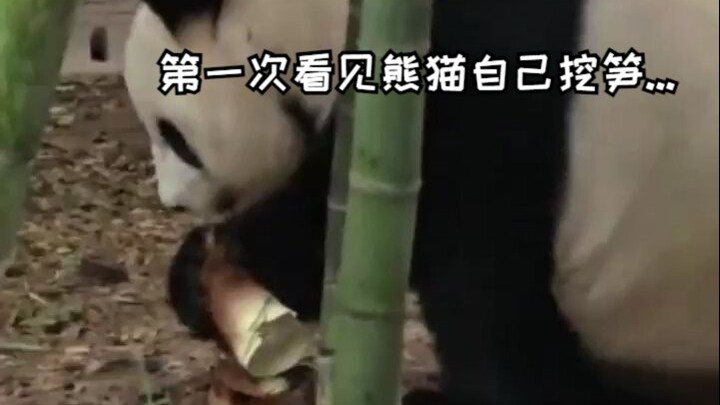 The first time I saw a panda digging for bamboo shoots on its own...