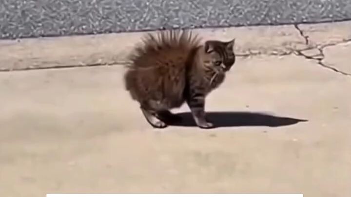 walo nalang buhay ni mingming🤣