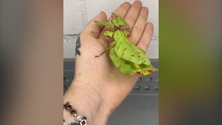 每个平平无奇的小虫卵，都能变成大自然的神奇宝贝（怕虫星人慎入）