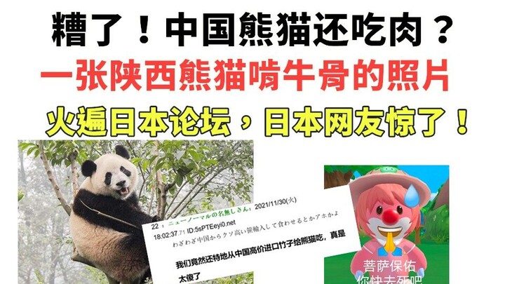 Panda juga makan daging? Kabar ini jadi viral di forum Jepang, dan netizen Jepang pun berkata: Ini b