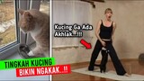 Kucing Kesurupan Saat Live Streaming..!! Deretan Tingkah Kucing Paling Bikin Ngakak