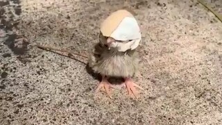 يا للبشاعة! البشر يسرقون ألعاب طفلي بالفعل