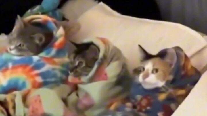 "Kehidupan Sehari-hari Kucing Kecil Bodoh"