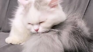 كم تحب القطط الصغيرة التفاخر بذيلها؟