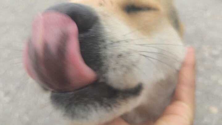 The coat colors of Chinese native dogs are a mystery. This 60-pound gray mongrel is almost turning y