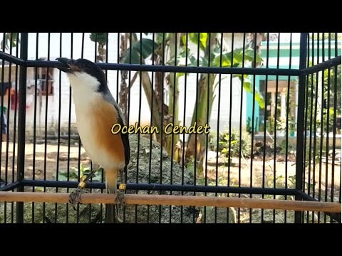 TOETAN Cedndet Ini Ubah Cendet BISU GACOR MIYIK Jadi Ngeplong Abis Gak Karuan