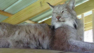 Max Canada Lynx - The Loft