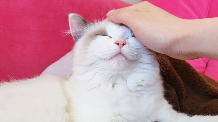 What Does a Cat Look Like When It Just Wakes up?