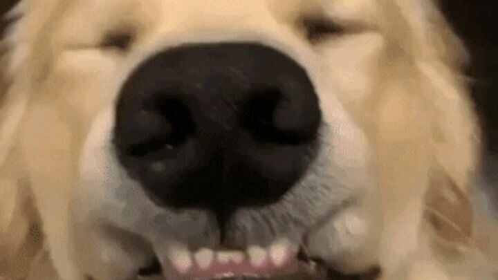 s. o. s như mặt l