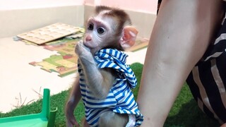 Baby monkey Mino wanted milk