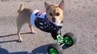 Artificial Legs For Dog pet lovers