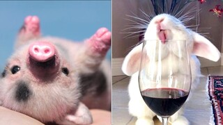 Cute Animals that Will Make Your Day So Much Better 🥰