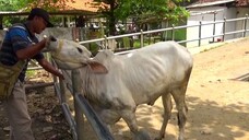 Hewan Sapi 🐮Ngambek Keluar Dari Pasar Bersiap Untuk Pulang ke Kandang Baru