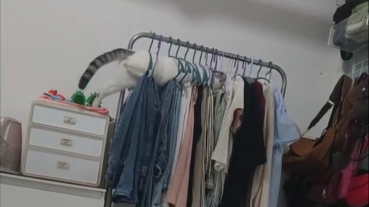 Kucing macan tutul: "Apa yang sedang dilakukan si brengsek ini?"