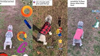 When a smart dog meets a bored netizen