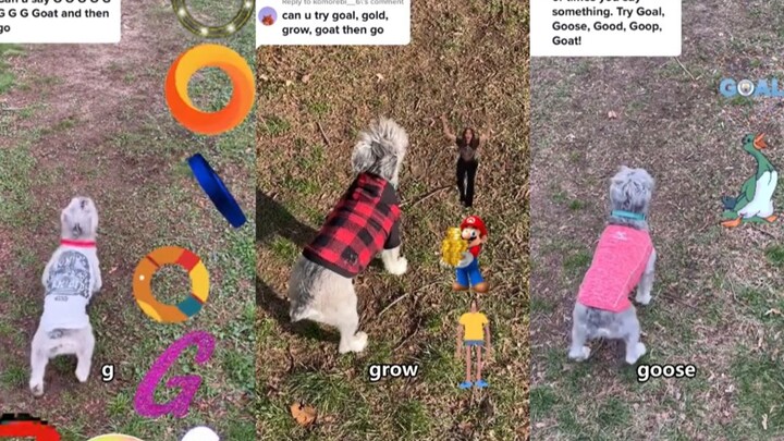 当聪明的狗狗遇到了无聊的网友