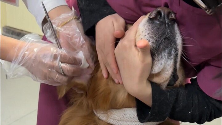 Here it is: a cautionary tale for dog owners!