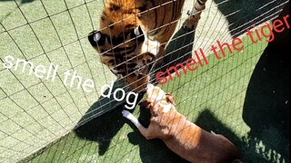 The growl means it tastes good !