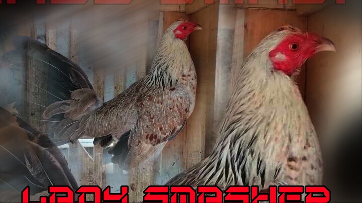 RORIN: kanawayon vs hennie spar