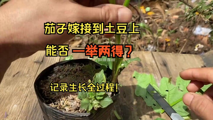 把茄子嫁接到土豆上，能上面结茄子下面结土豆吗，记录茄子嫁接土豆的生长全过程！结果不可思议。